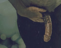 Swinger Hotwife Cuckold Daytona Beach - Woodylongwood9inMW