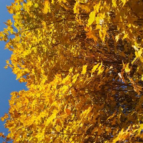 Ramona: Swingers Hotwife Cuckold