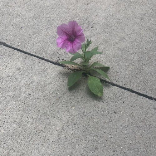 Treynay69: Swingers Hotwife Cuckold