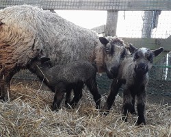 Swinger Hotwife Cuckold Louisville - loving_life