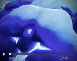 Swinger Hotwife Cuckold User