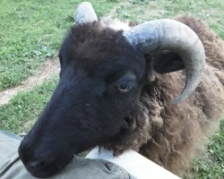 Swinger Hotwife Cuckold Louisville - loving_life