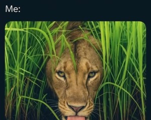 User member profile in , 