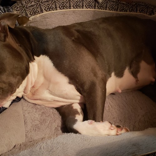 Texasswingers: Swingers Hotwife Cuckold