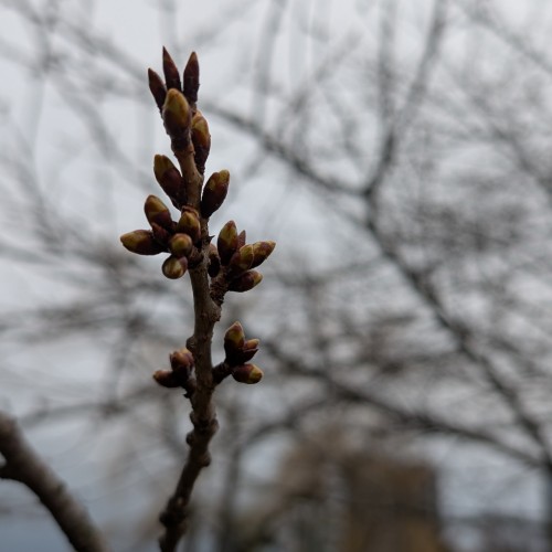 Torontoswng: Swingers Hotwife Cuckold