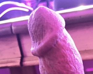 Swinger Hotwife Cuckold Decatur-Huntsville - lnginc17