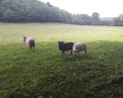 Swinger Hotwife Cuckold Louisville - loving_life