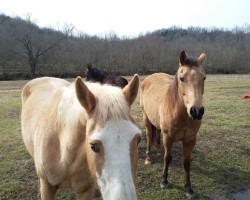 Swinger Hotwife Cuckold Louisville - loving_life