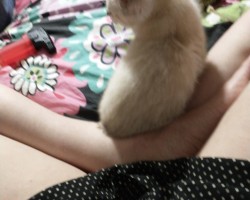 Swinger Hotwife Cuckold User