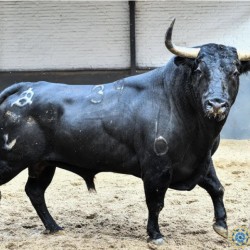 NYC swinger hotwife & cuckold profile – Diegovaldez1998 on Rocktie