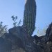 Swinger Hotwife Cuckold Phoenix-Mesa, Arizona - thickandhard602
