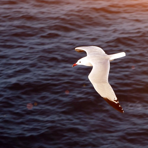 MikeySon: Swingers Hotwife Cuckold